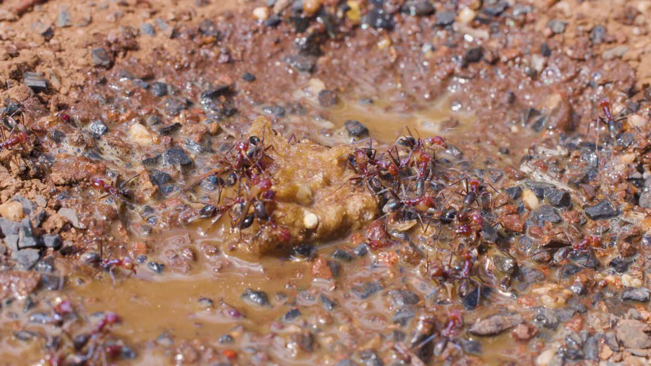A colony of ants swarms around their nest entrance as sudden rainwater floods the area, causing frantic movement and disruption in a gravelly, outdoor environment