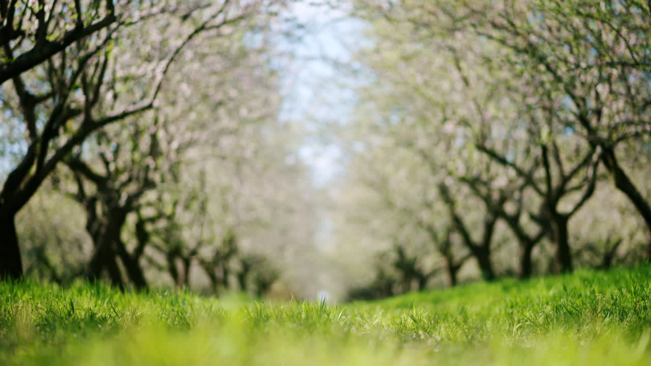 A field of blooming almond trees and green grass