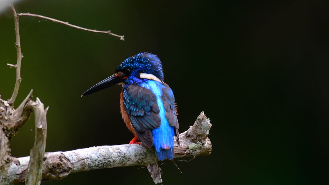 el martín pescador de orejas azules es un pequeño martín pescador que se encuentra en tailandia y es buscado por los fotógrafos de aves debido a sus hermosas orejas azules, ya que es una pequeña, linda y esponjosa bola de plumas azules de un pájaro