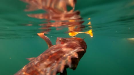 Sculpin-Atrapado-En-Jig-Señuelo-Por-Flotadores-De-Pescadores-Derrotados-En-La-Superficie-De-La-Pesca-En-Kayak