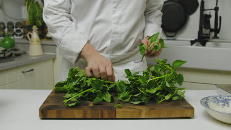 hojas crudas de espinacas quisquillosas para la preparación de platos de salmón