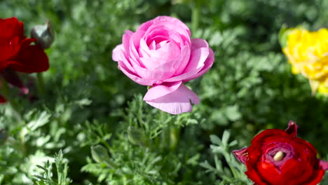 Coloridas-Flores-Parecidas-A-Rosas-Que-Crecen-En-Un-Exuberante-Macizo-De-Flores