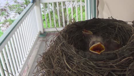 Süßes-Rotkehlchen-Bittet-Um-Futter,-Während-Nestlinge-In-Der-Nähe-Im-Nest-Ruhen