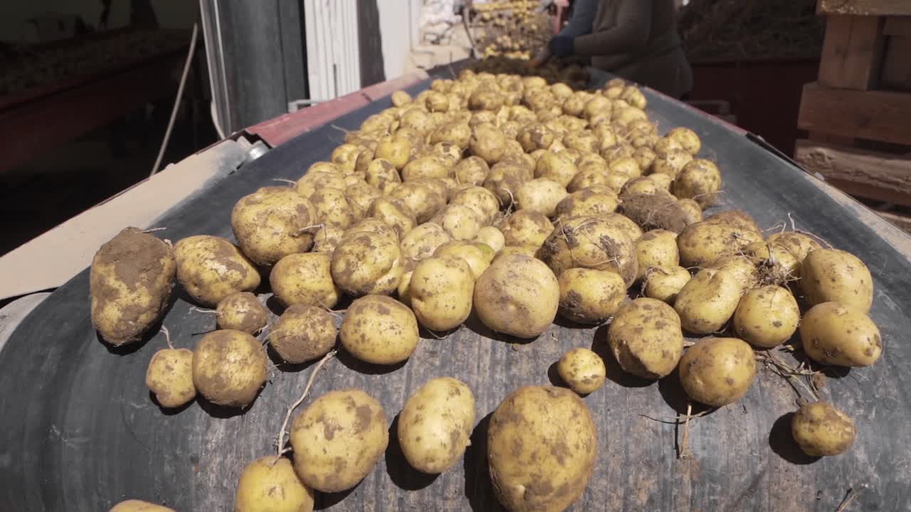 patatas que se mueven en cinta transportadora en cámara lenta.