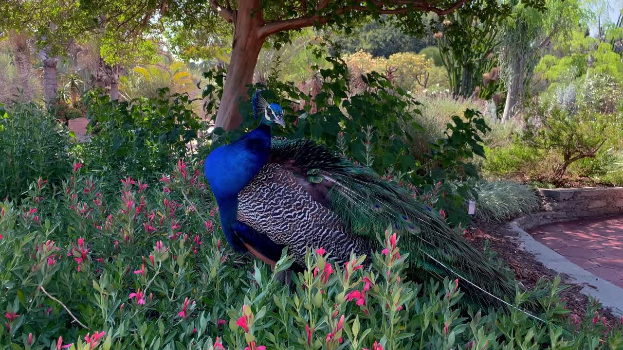vista de cerca de un pavo real limpiándose en el arboreto y jardín botánico de los ángeles ca