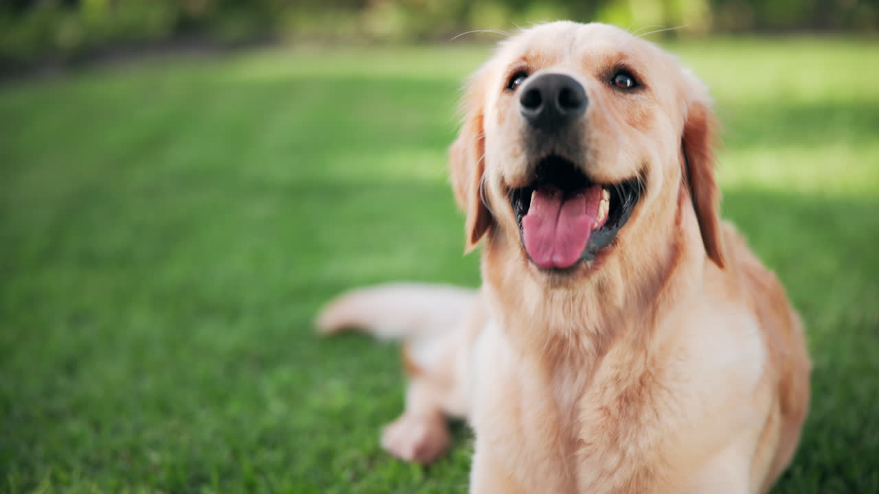 잔디에 있는 골든 리트리버
