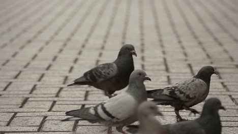 City-pigeons-in-street-pecking-for-food