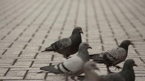 Palomas-De-La-Ciudad-En-La-Calle-Picoteando-Por-Comida