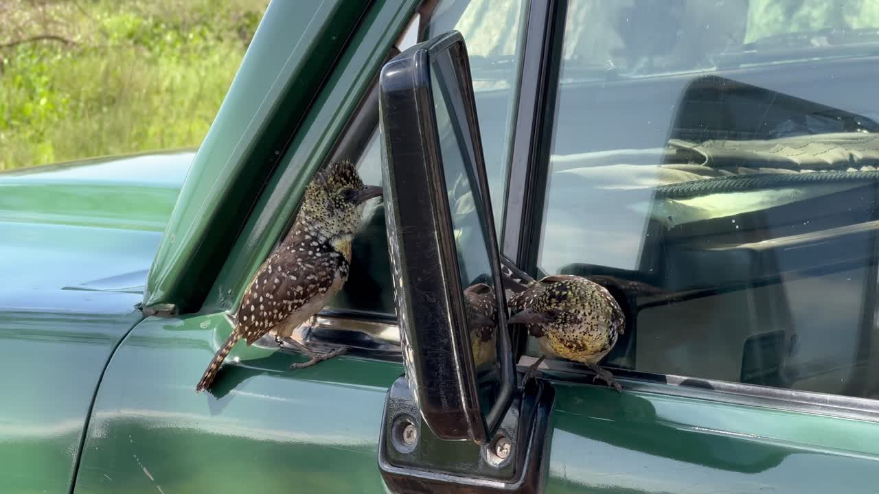 D'Arnaud's barbets (Trachyphonus darnaudii) fighting with their reflection in the side mirror of a safari vehicle. Serengeti National Park, Tanzania.
