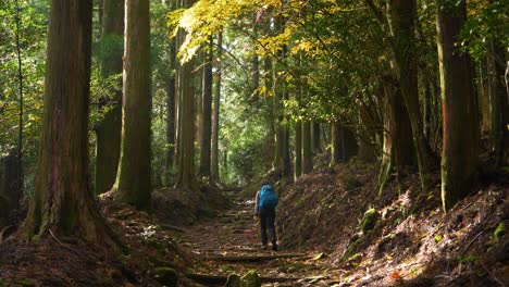Tilt-down,-hiker-walks-past-striking-yellow-leaved-tree-on-forest-path,-Japan