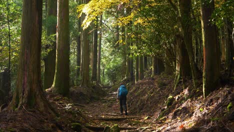 Kippen-Sie-Nach-Unten,-Wanderer-Geht-Auf-Einem-Waldweg,-Japan,-An-Einem-Markanten-Gelbblättrigen-Baum-Vorbei