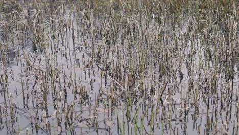 short reeds growing out of a marsh on english countryside