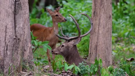 El-Ciervo-Del-Campo-Es-Una-Especie-En-Peligro-De-Extinción-Debido-A-La-Pérdida-De-Hábitat-Y-La-Caza