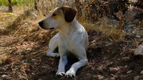 Perro-A-Cámara-Lenta