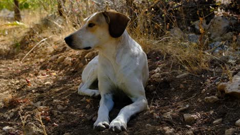 el perro en cámara lenta