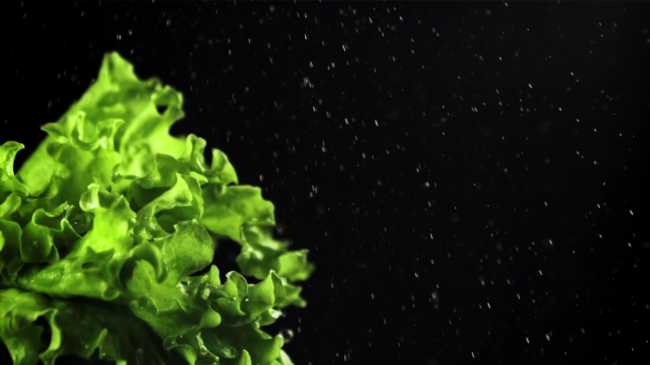 Fresh Green Lettuce with Water Droplets on Black Background
