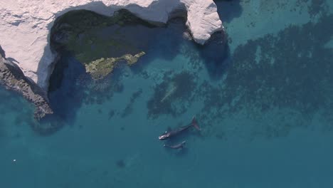 aerial view overlooking two southern right whales , and cliffs on the shore of patagonia, argentina - slow motion, top down, drone shot - sunny day