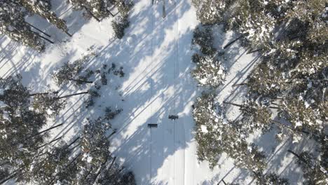 Cable-Car-In-Forest