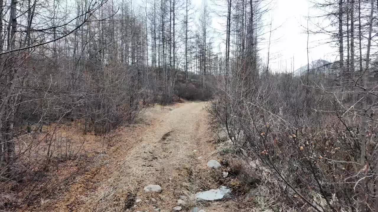 초봄에 회색 나무 숲을 걸어 4km