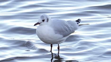 close up, wild grey headed hooded gull standing on calm water and shaking head