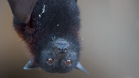 a large flying upside down chewing and spitting a piece of fruit, looking at camera