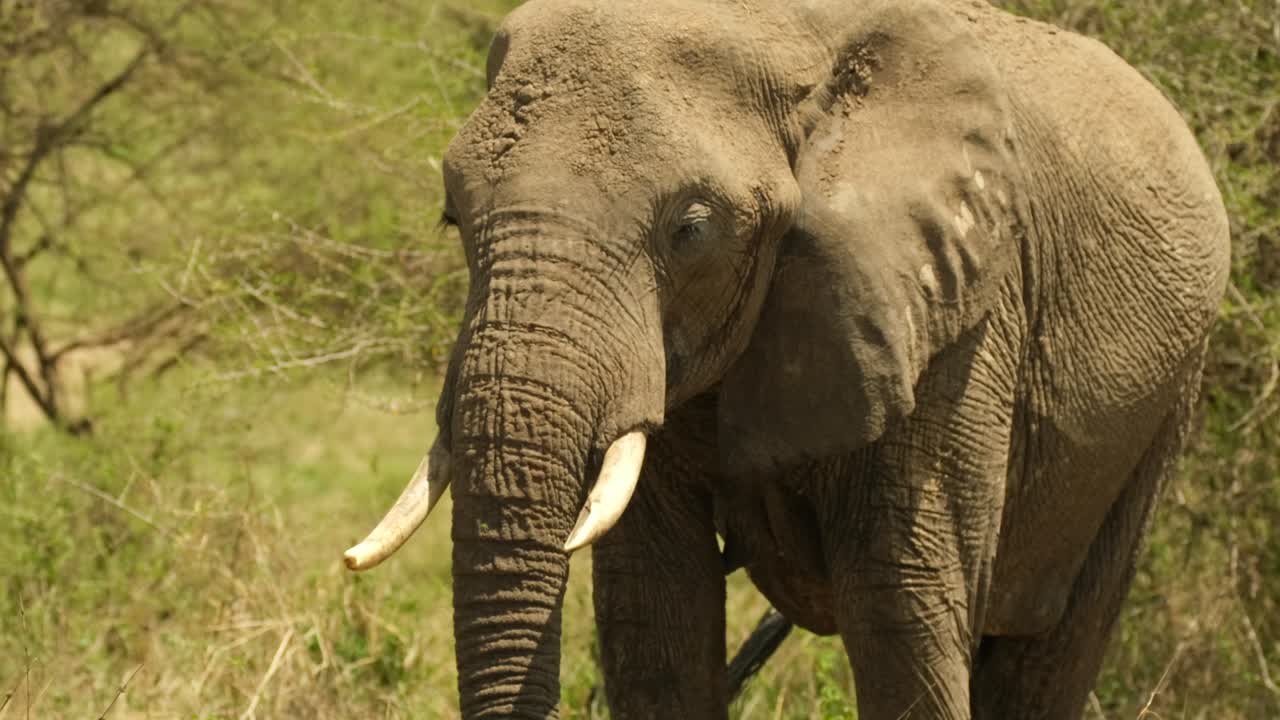 un elefante feliz de pie en los prados de la sabana africana