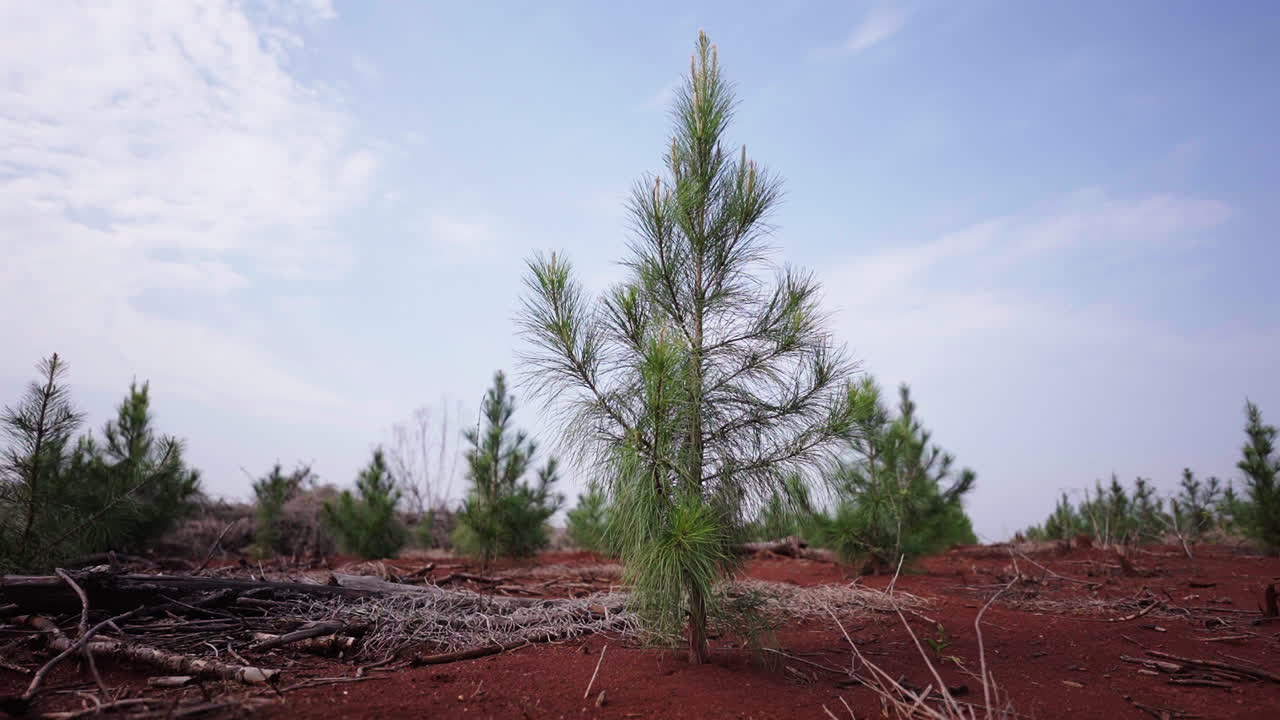 Young Pinus tree thriving in a reforestation area, symbolizing ecological recovery and landscape regeneration.