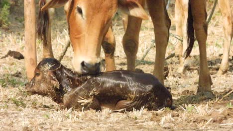 new cow lamb birth- new- welcoming