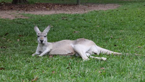 Kangaroo lying down and getting up in grass