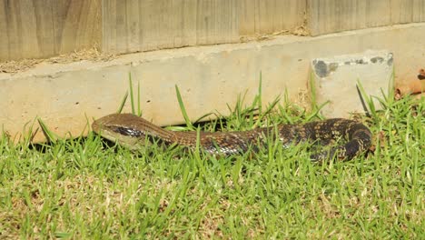 Sleeping-Blue-Tongue-Lizard-Wakes-Up-By-Fence-In-Garden