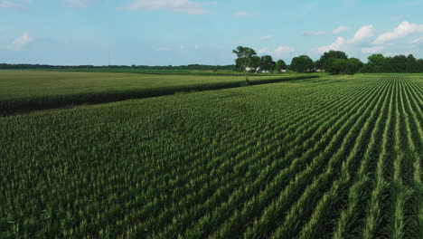 Grüne-Weizenpflanzen-Wiegen-Sich-Im-Wind-Auf-Dem-Feld-In-Fredonia,-Arkansas,-USA