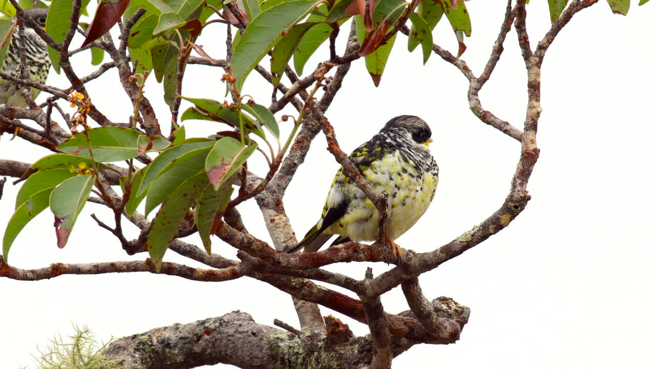 멸종 위기에 처한 카쿠파 코팅가 (palachupa cotinga) 산악 숲, 정글, 포크 리, 리 리 코팅가, 남아메리카
