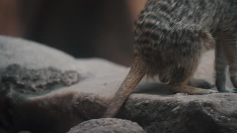 Detaillierte-Nahaufnahme,-Die-Ein-Erdmännchen-Verfolgt,-Das-Auf-Einen-Felsen-Klettert