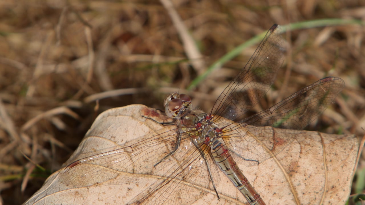 Primo piano di una libellula femmina Sympetrum striolatum, si possono notare chiaramente i suoi grandi occhi composti. Estate. Galles. Regno Unito