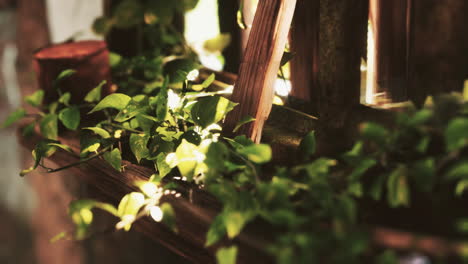 ruined abandoned overgrown by plants interior