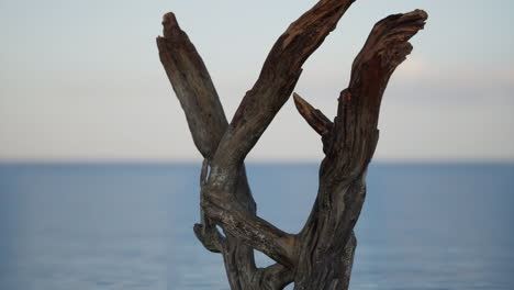 madera a la deriva en la playa