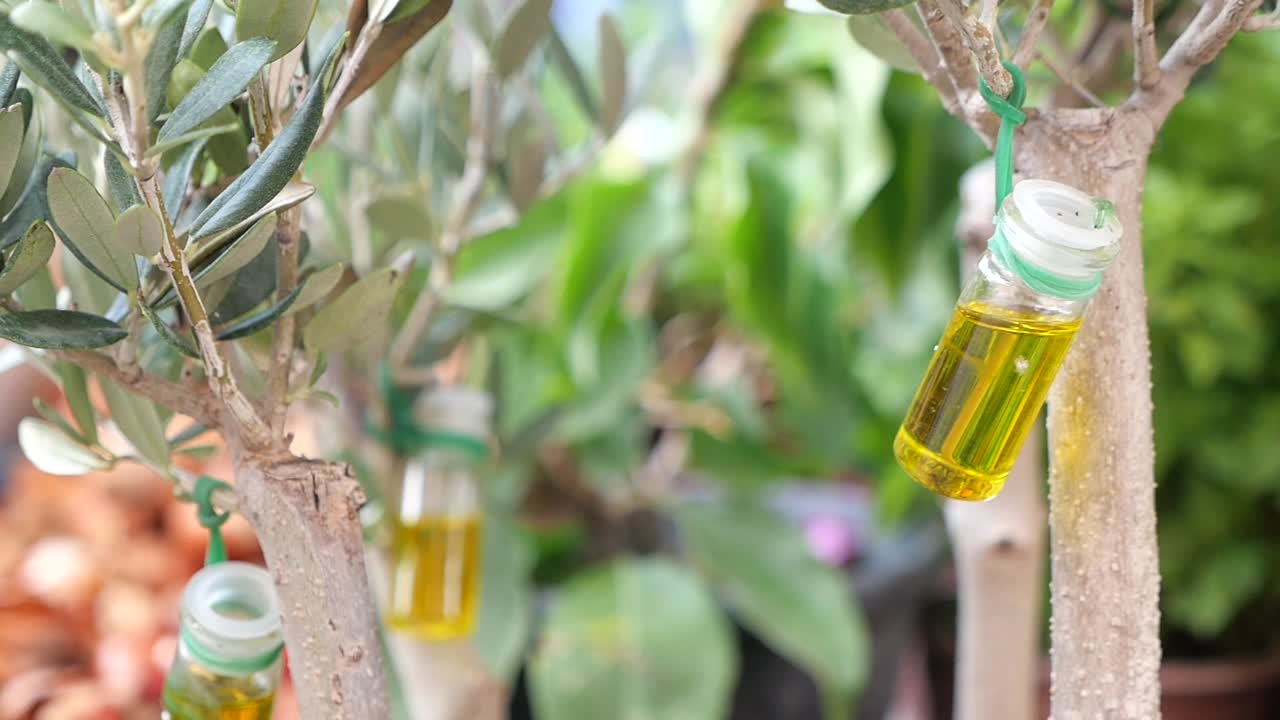 Olive Oil Bottles on Tree