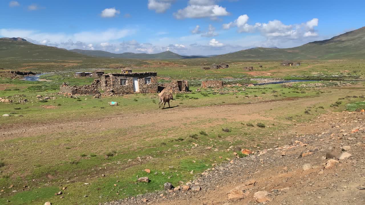 burro, cuerda que se arrastra, en, pintoresco, rural, cortijo, en, lesotho, áfrica