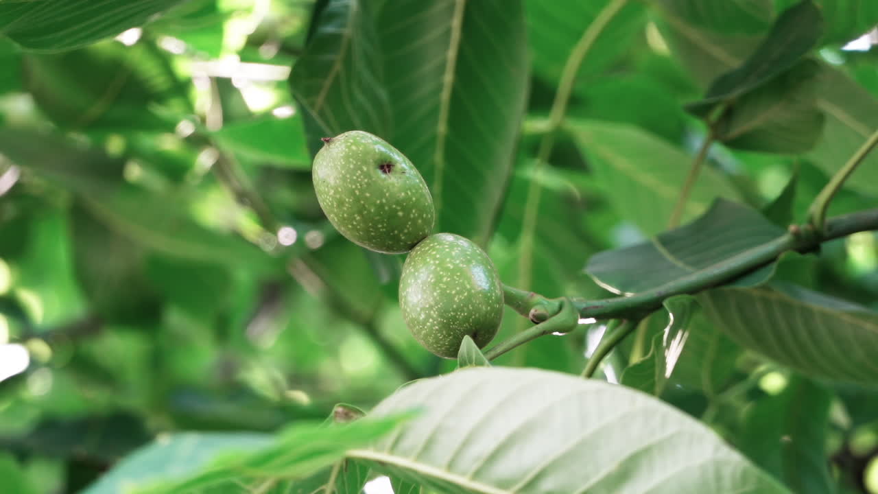 Close up of green walnuts on the tree in daylight