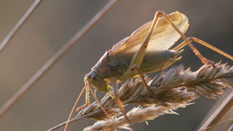 Bush-cricket-in-late-autumn-evening-light-chirping-on-grass-stem