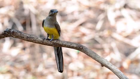 橙胸鳥 (trogon orange-breasted trogon) 是一種在泰國息的中型鳥類