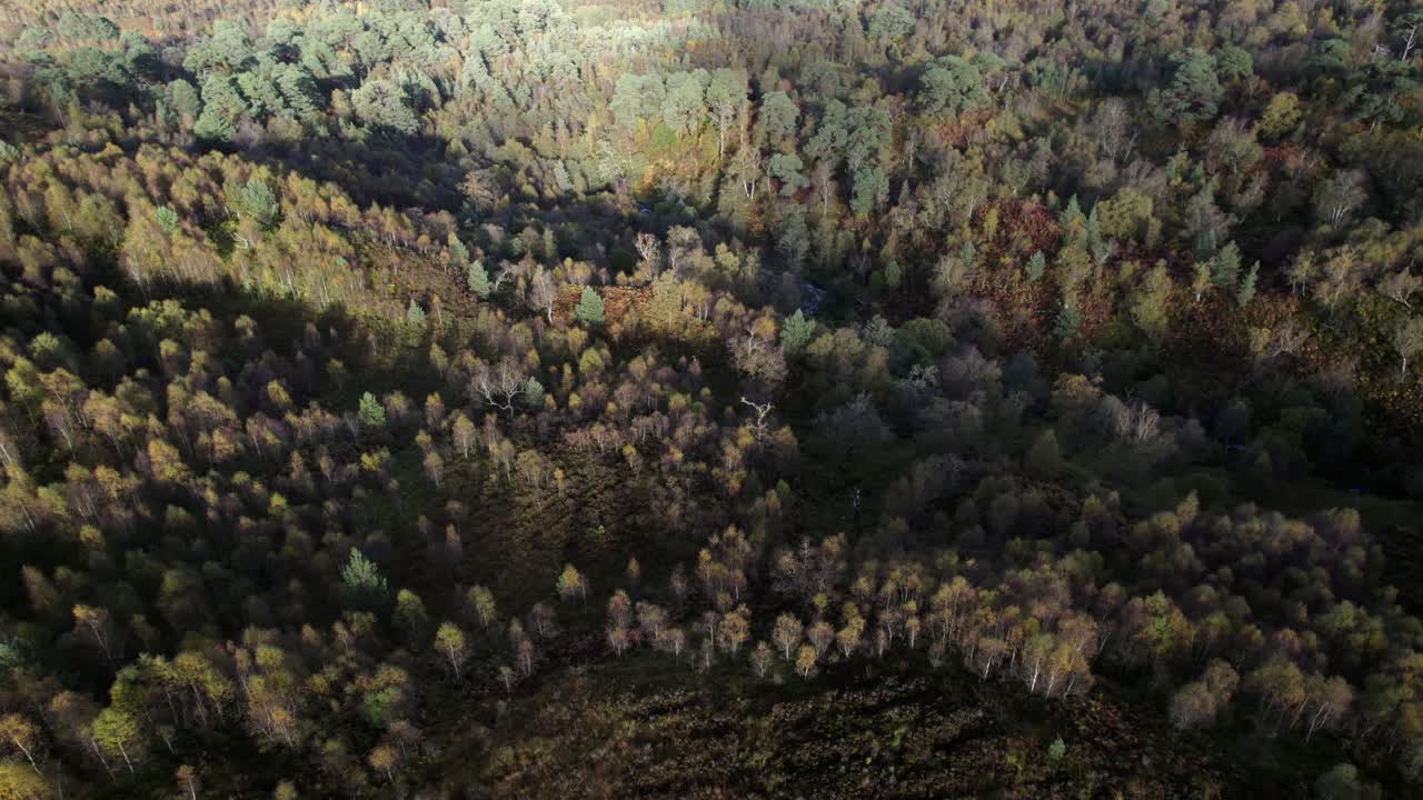 A drone flies slowly over the canopy of native birch trees in full autumn colour towards an isolated fragment of ancient Caledonian Forest