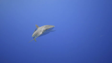 A-single-silky-shark-moves-forward-to-the-camera