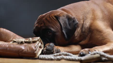 boxer dog lying down on the floor and playing with brown vintage boxing gloves.