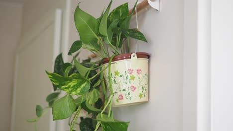 pothos plant in a decorative hanging pot