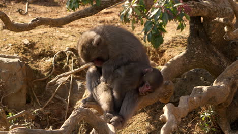 mother snow monkey sitting under a tree picking fleas insects on her child while baby monkey lying on his front on the mother's lap behaving like a child