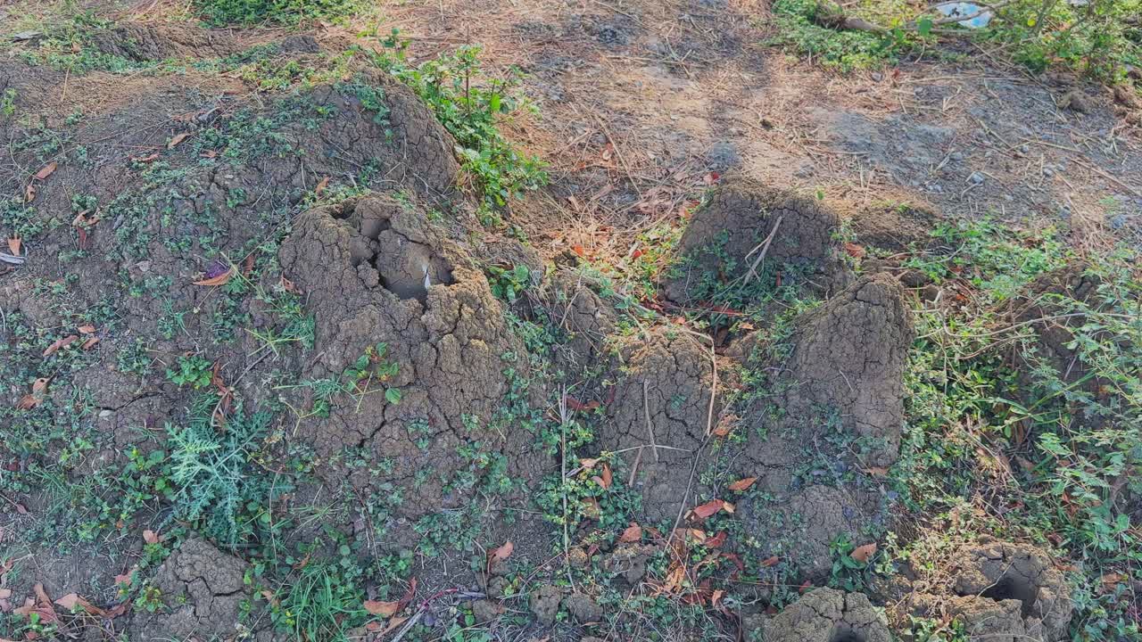 Camera draait rond termietenheuvels op droge, gebarsten aarde met schaarse vegetatie en verspreide bladeren in een landelijk landschap onder warm daglicht met ruwe, natuurlijke texturen