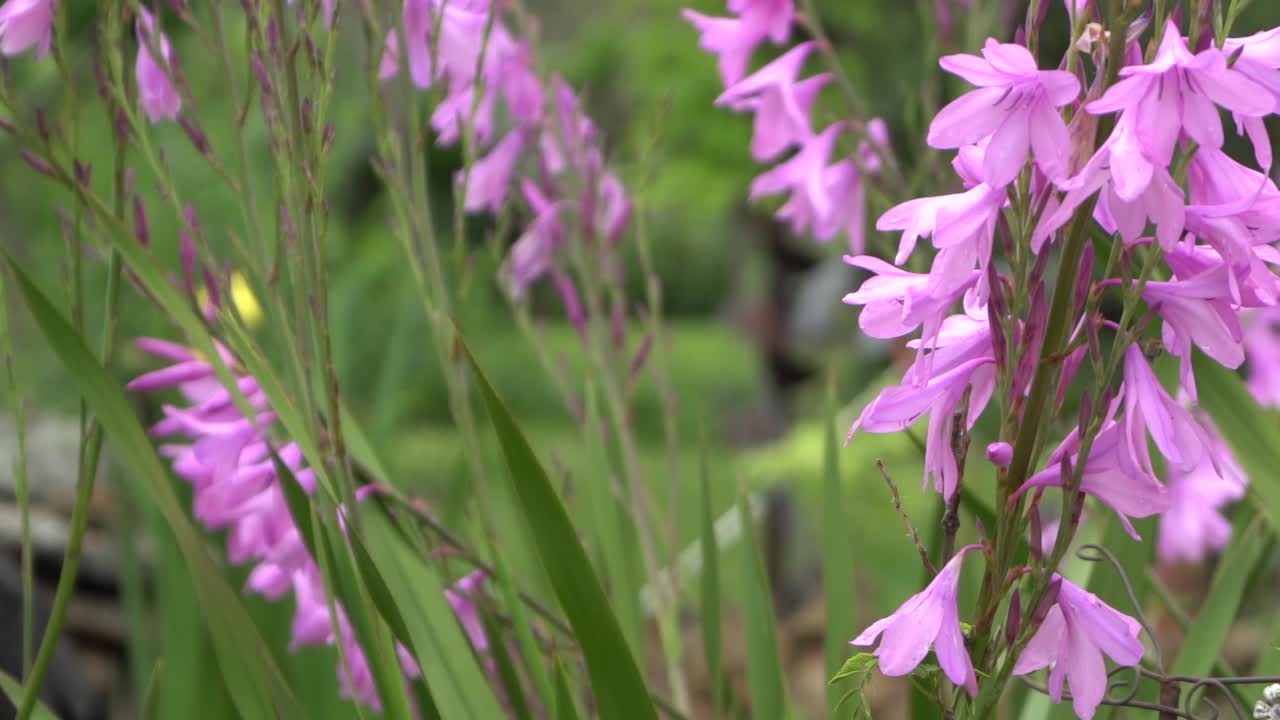 на природной открытой ферме розовые цветы, развевающиеся на ветру