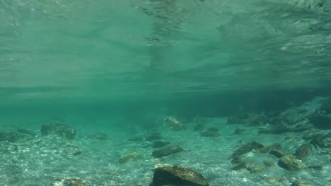 Underwater-filming-of-trout