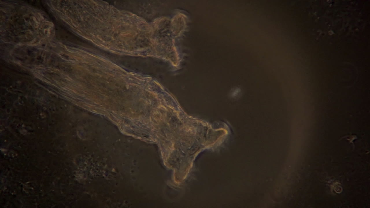 una vista microscópica de rotíferos en iluminación de contraste de fase